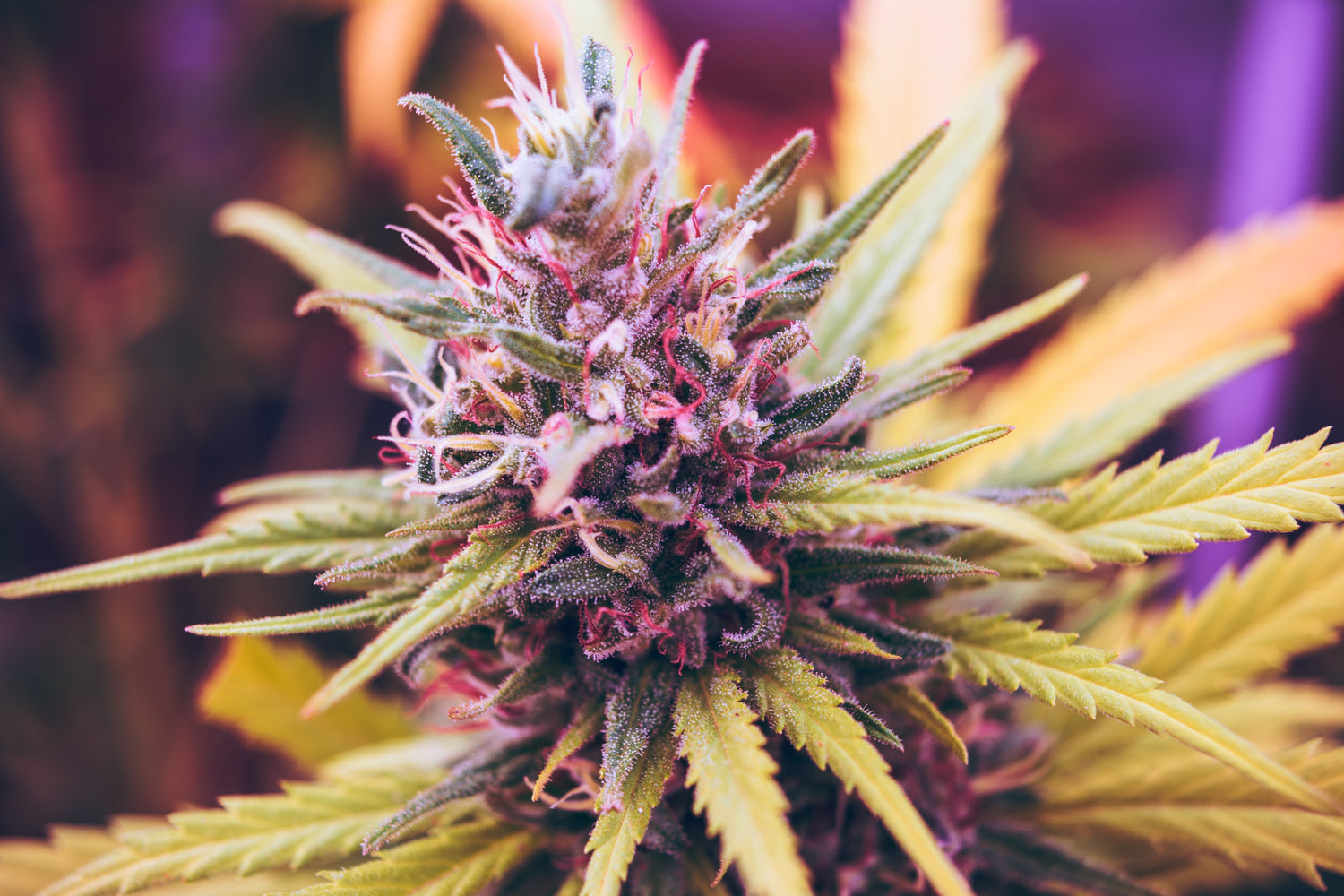 Our Purple plant | CBD flower | Only the best