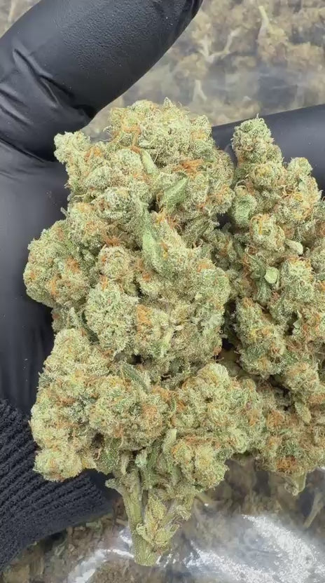 Amnesia Hydro